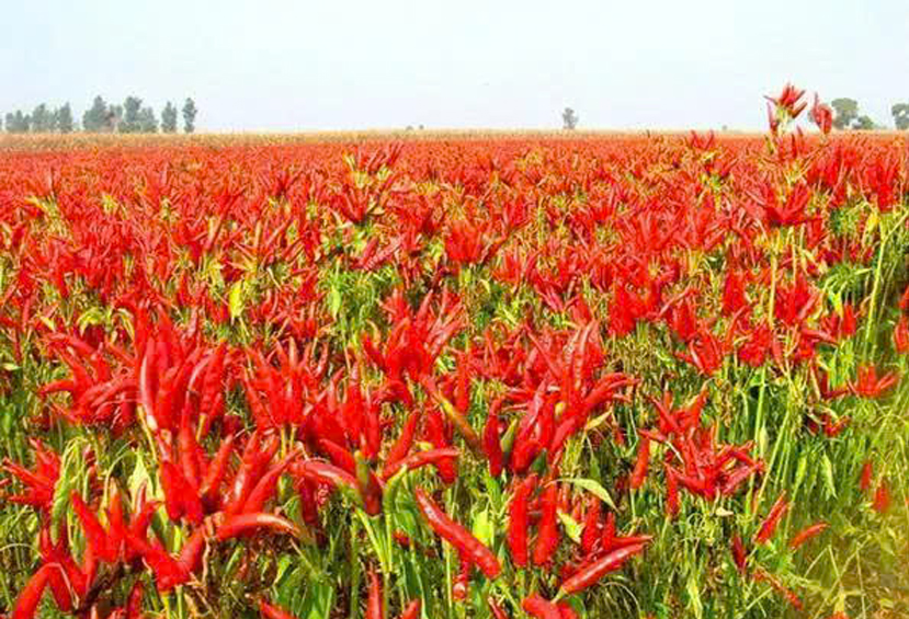 z6699909538605_c0dd3fe134a3e83dd3e5cdf740ad1b87