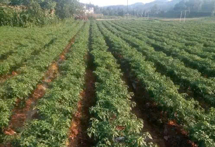 z6699909545331_6af7198f1dc52149278b584f6cf7849c